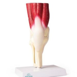 Polvi: nivel ja lihakset