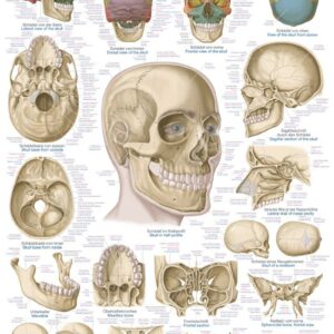 Ihmisen kallokartta 70 x 100 cm muovia