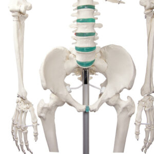 Ihmisen luuranko Oscar 187 cm