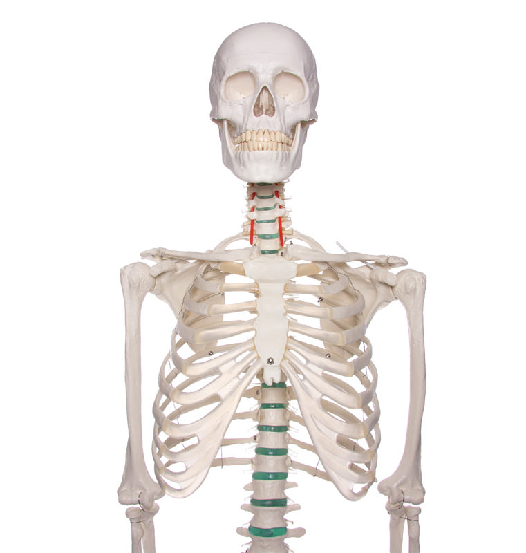 Ihmisen luuranko Oscar 187 cm