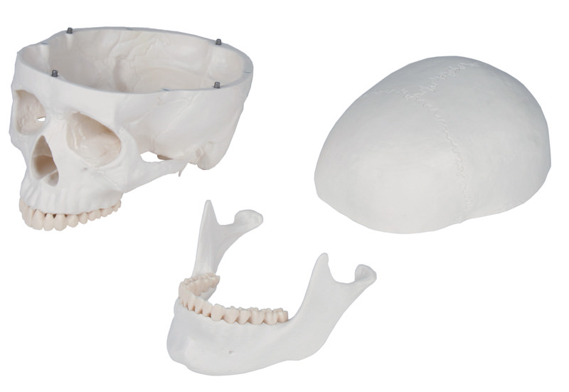 Ihmisen luuranko Oscar 187 cm