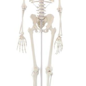 Ihmisen luuranko Willi 176 cm