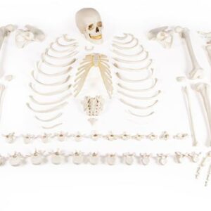 Ihmisen luuranko: luukooste, kokonainen