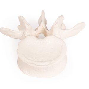 Ihmisen luuranko: luukooste, oikea puoli