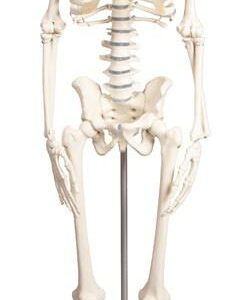 Ihmisen miniatyyriluuranko Paul 84 cm