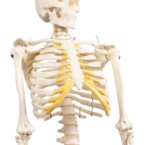 Ihmisen miniatyyriluuranko Tom 80cm