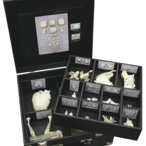 Ihmisen opetuskallo, osina