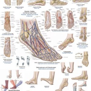 Jalkaterä ja häiriöt kartta 70 x 100 cm muovia