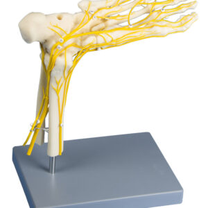 Jalkaterä: hermoradat 22 x 15 x 25 cm