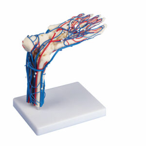 Jalkaterä: jalan luut ja verisuonet 22 x 15 x 25 cm