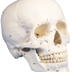 Kallo 3-osainen, numeroidut luut ja rakenteet