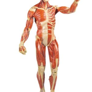 Lihasnukke miniatyyri 62 cm