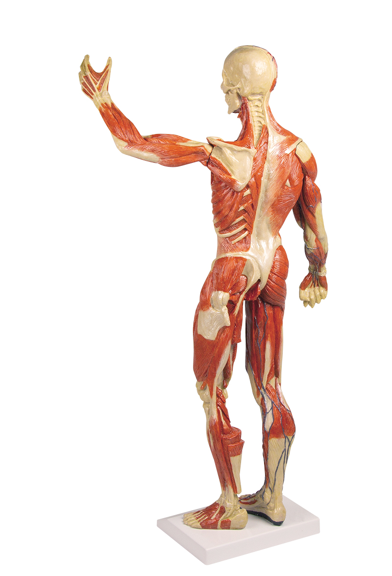 Lihasnukke miniatyyri 62 cm