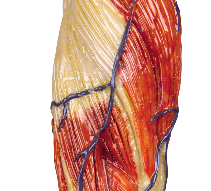 Lihasnukke miniatyyri 62 cm
