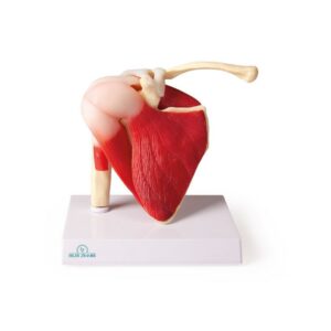 Olkapää: nivel ja lihakset 17 x 15 x 12 cm