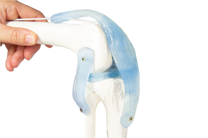 Polvi: nivel ja ligamentit