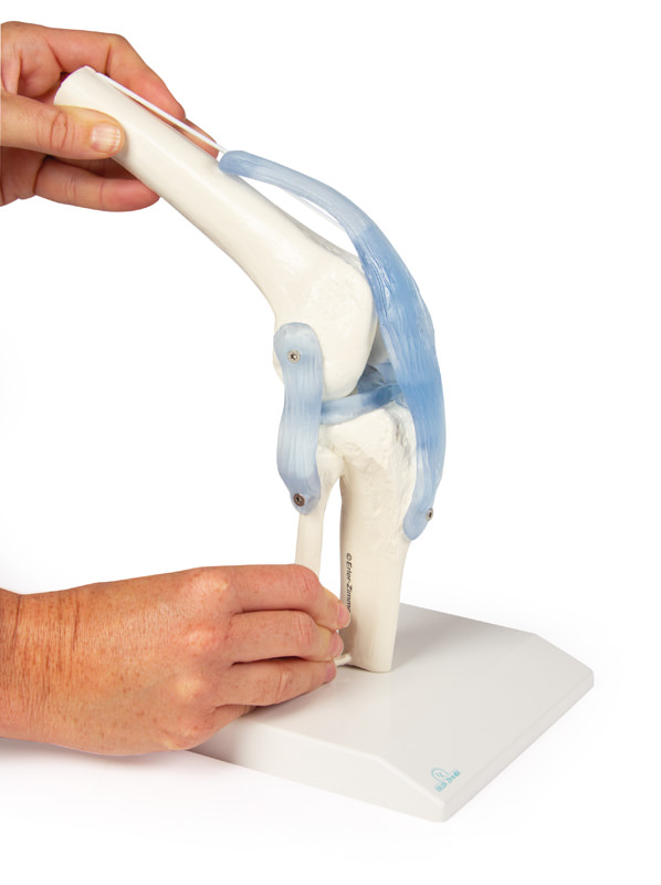 Polvi: nivel ja ligamentit