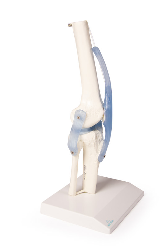 Polvi: nivel ja ligamentit