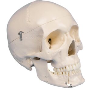 Kallon 4-osainen hammasmalli 22 x 13 x 17 cm